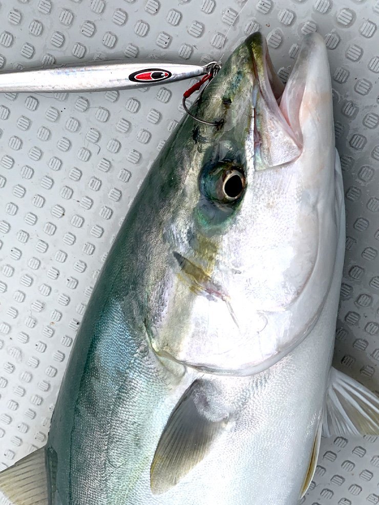 タイニーシリーズ釣果画像