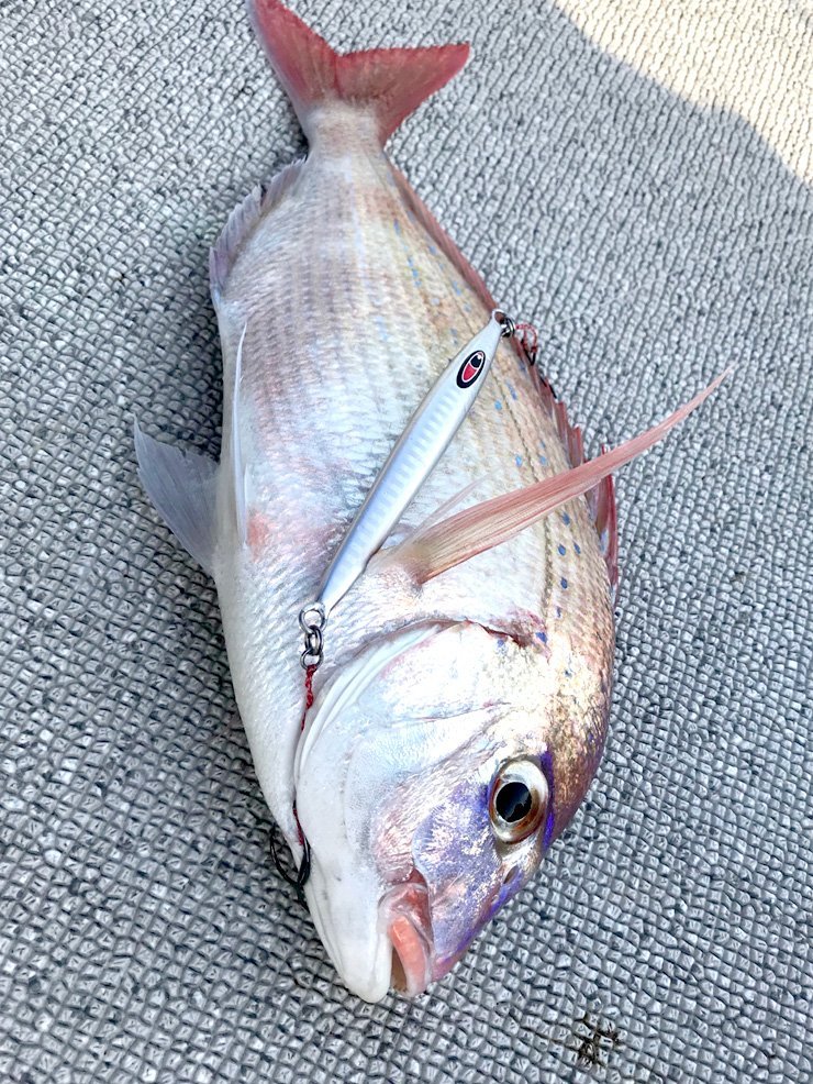 タイニーシリーズ釣果画像