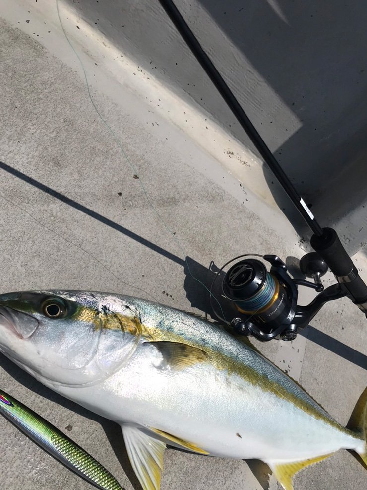 ノヴァ釣果画像