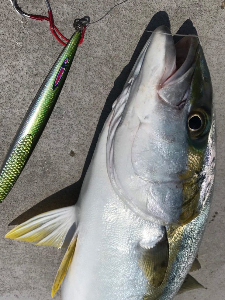 ノヴァ 釣果画像