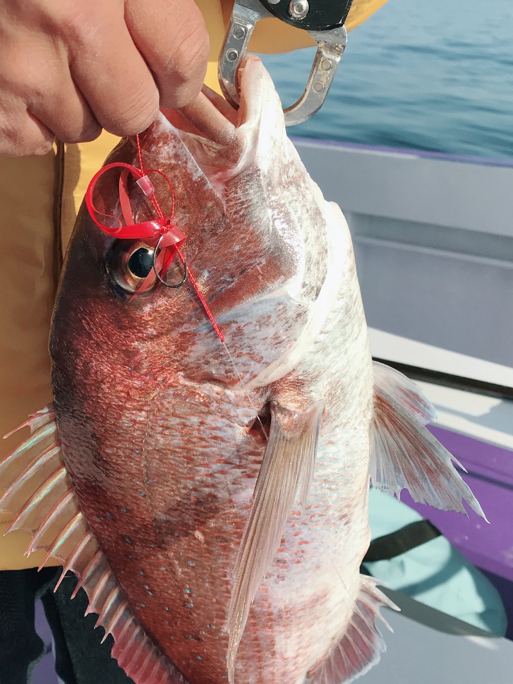 アンモナイト新色