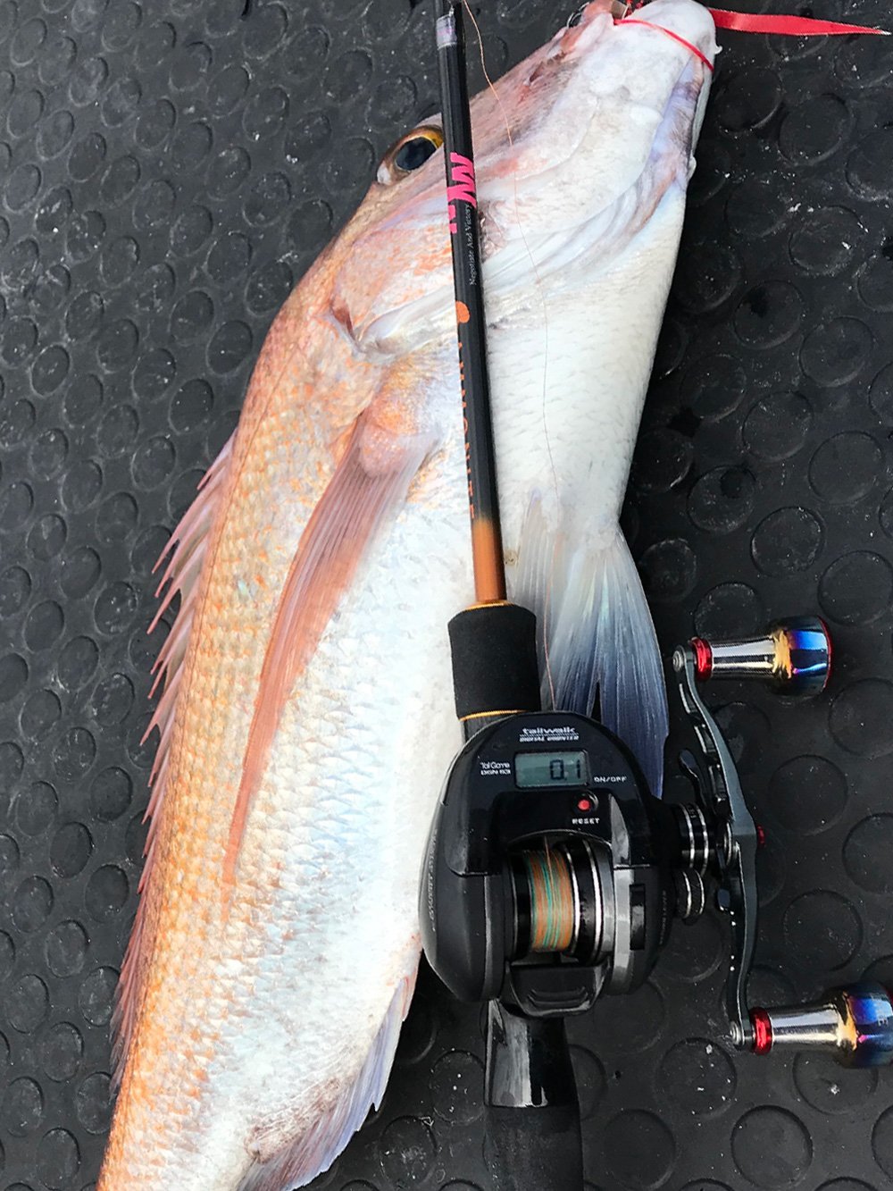 アンモナイト新色