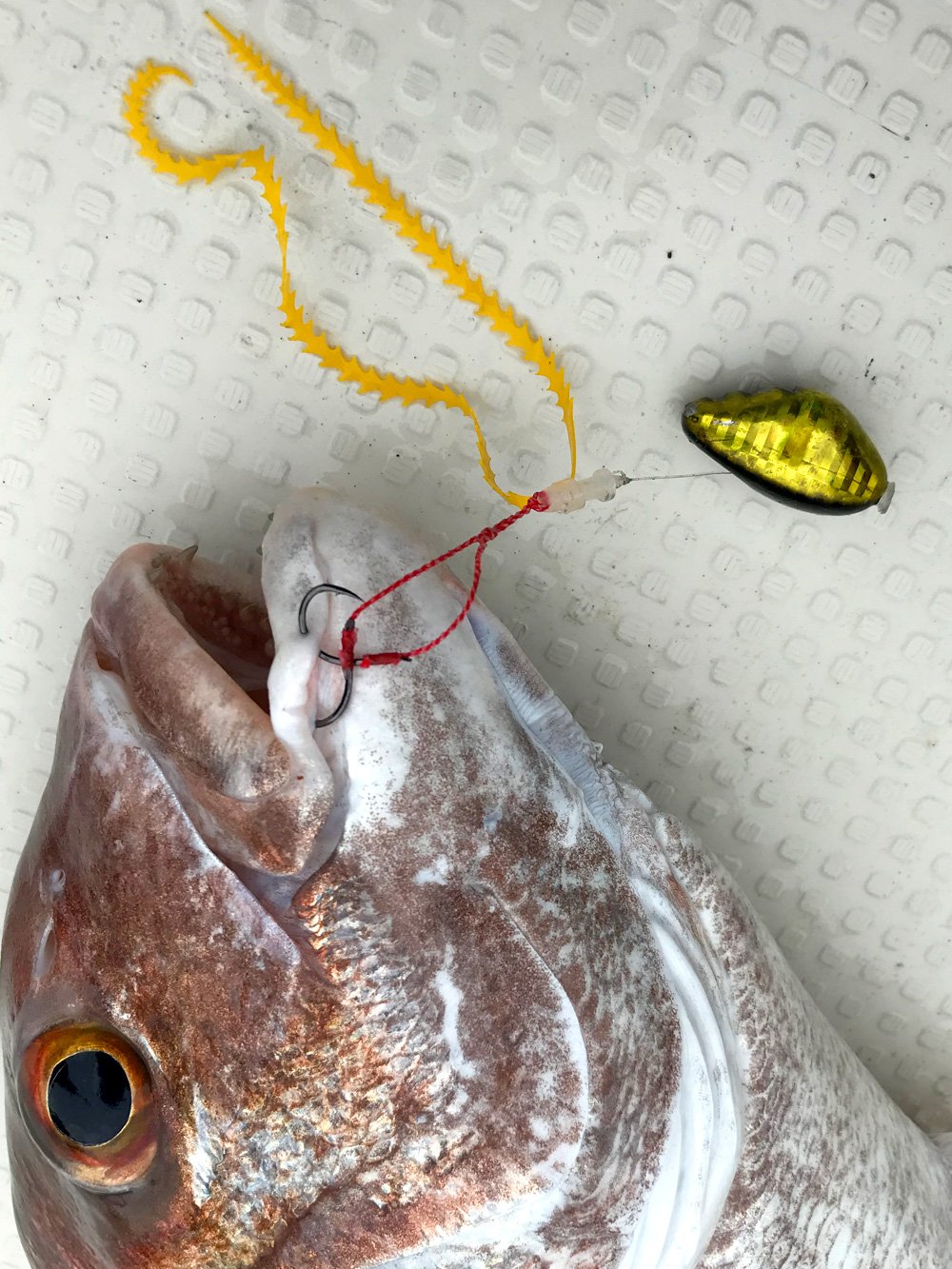 強波動のライダーカーリー