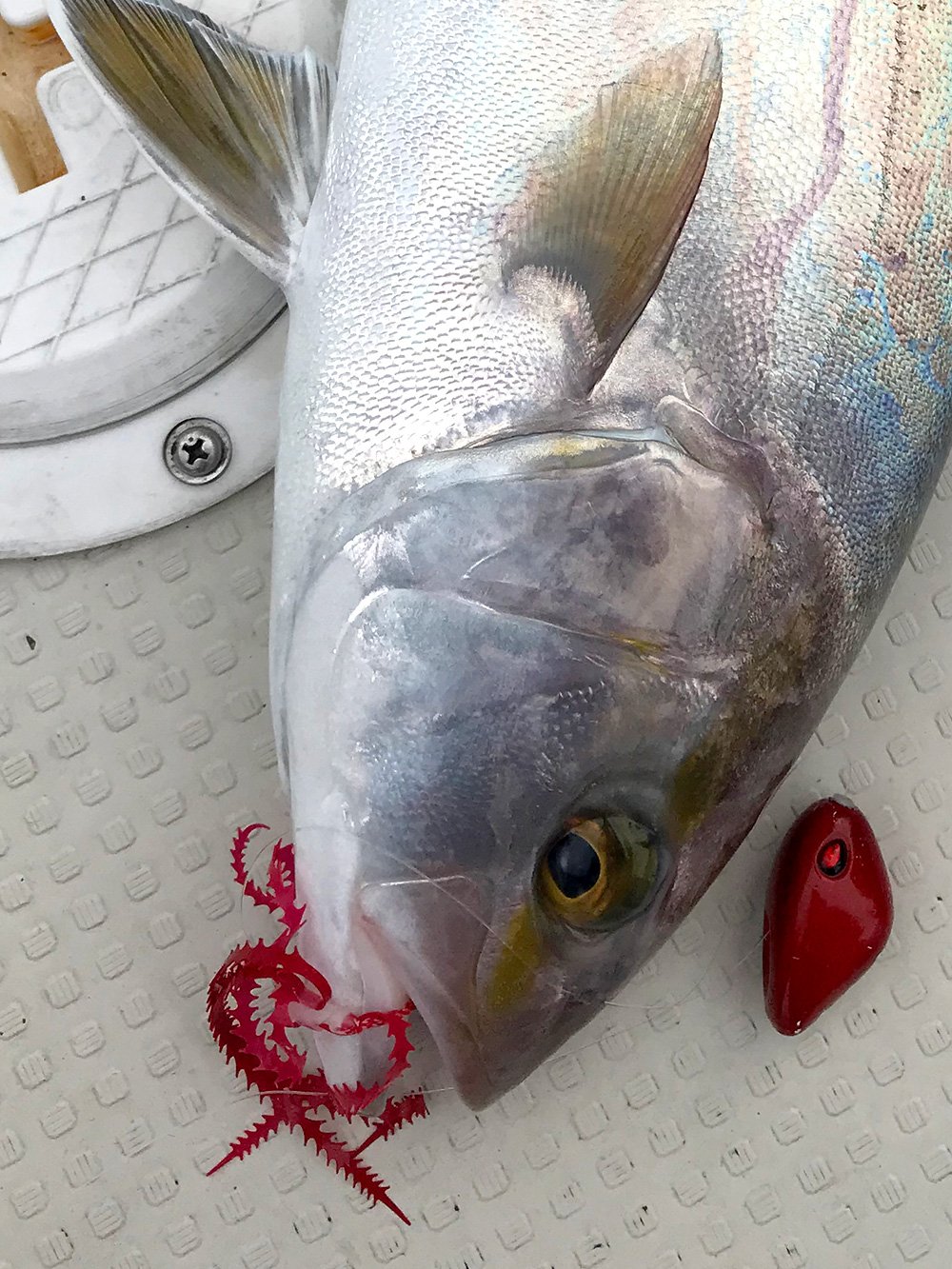 強波動のライダーカーリー