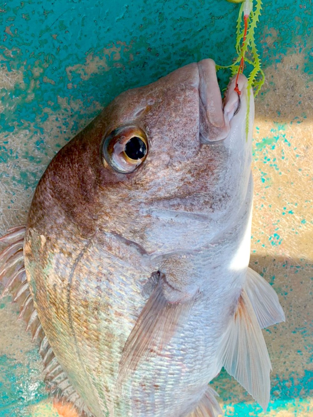 微波動のライダーストレート