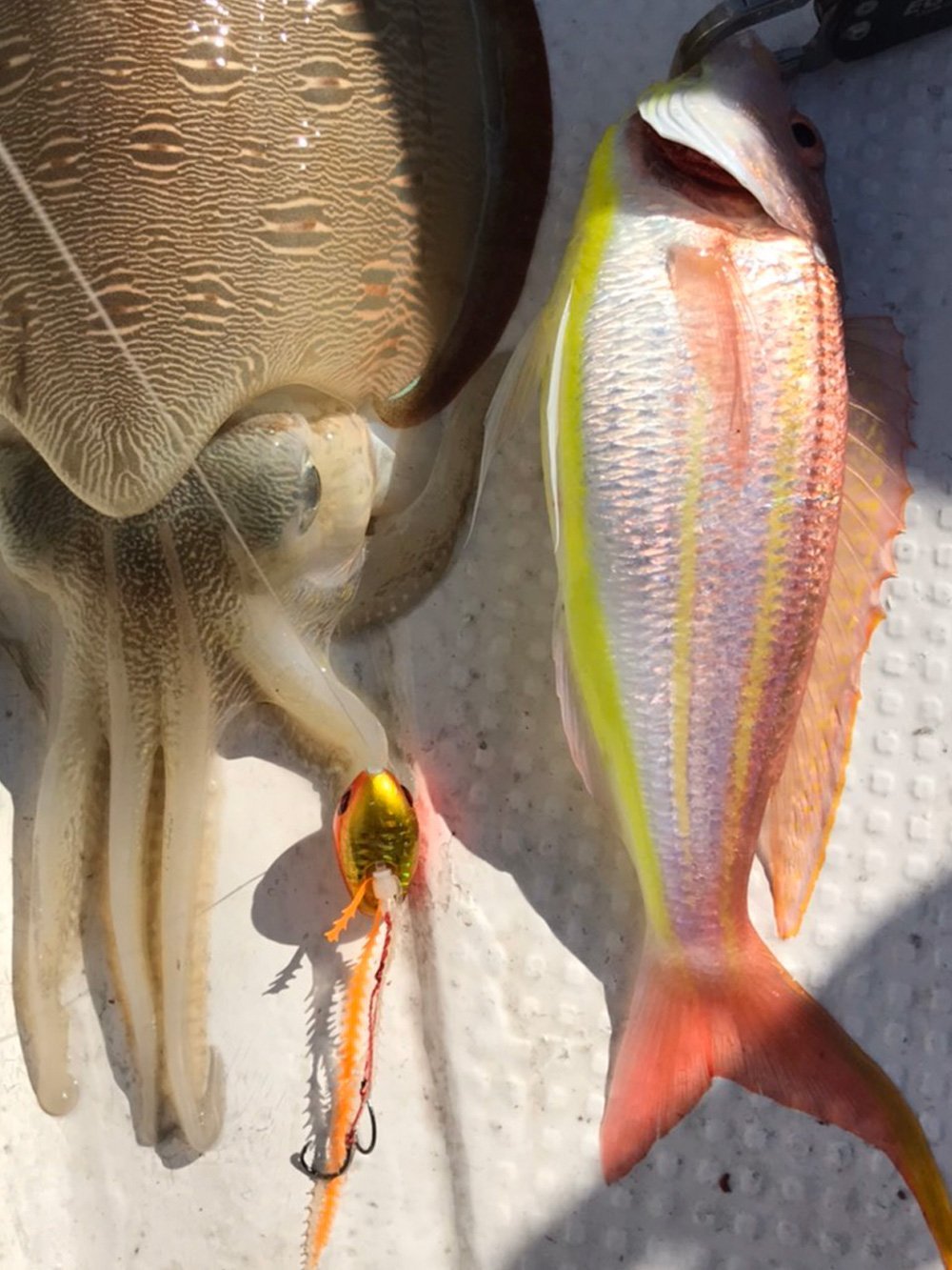 ライダー用パーツ,ライダー交換ユニット