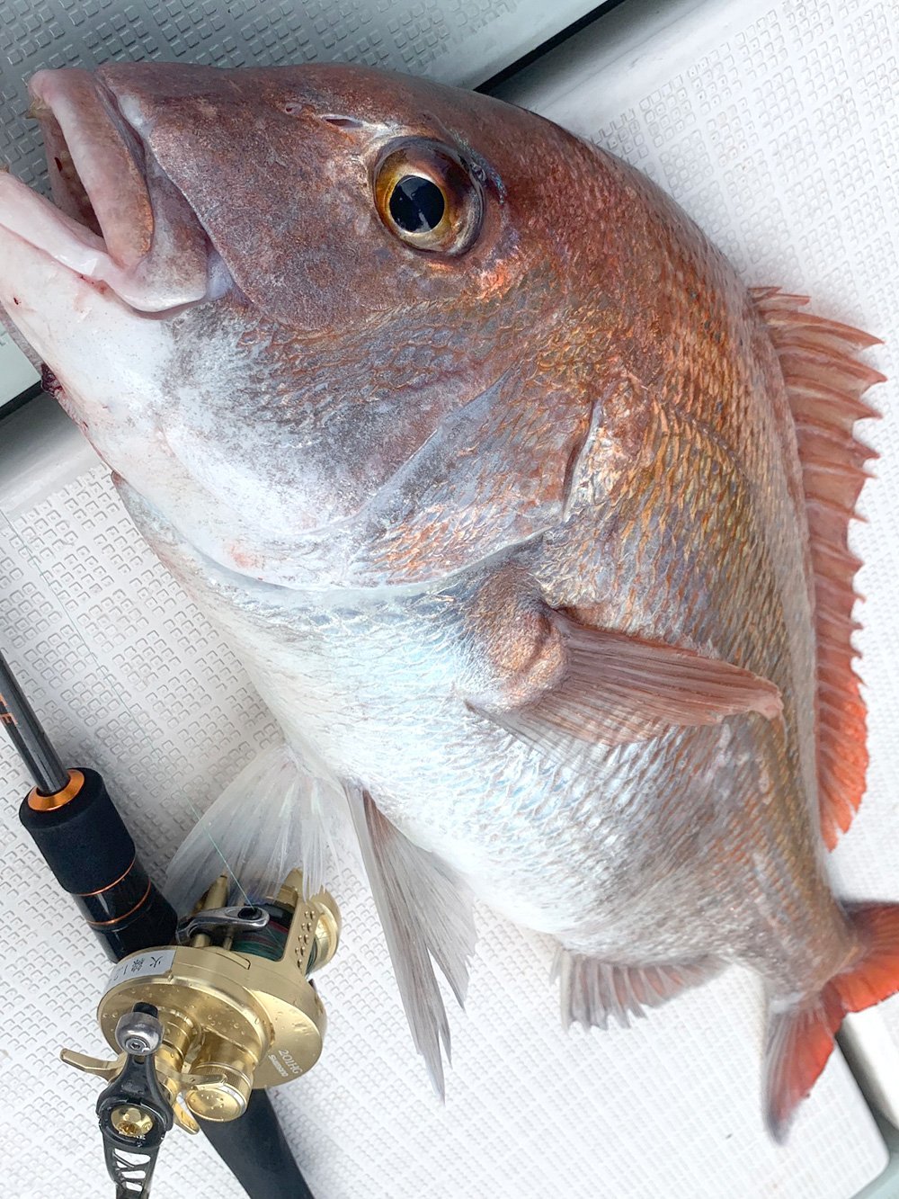 釣りバカ日誌コラボアンモナイト