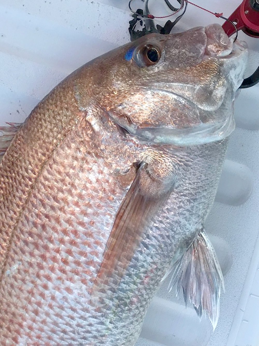 釣りバカ日誌コラボアンモナイト