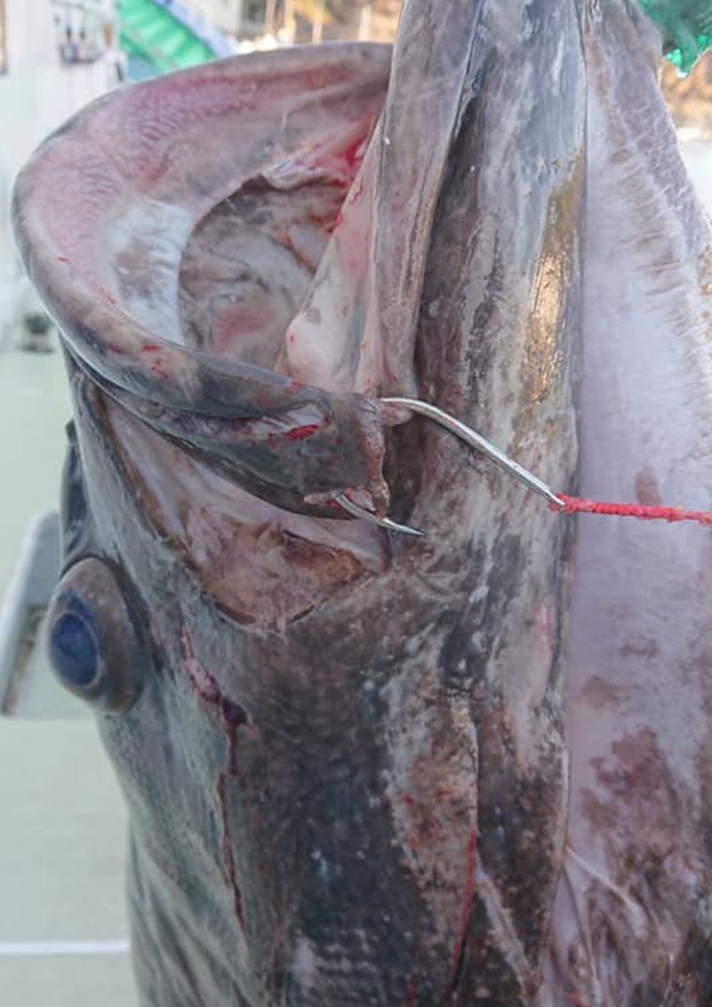 JAMフックヘヴィ受注開始