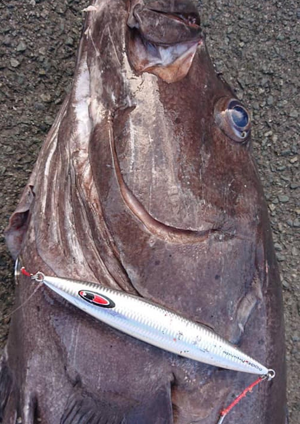 JAMフックヘヴィ受注開始