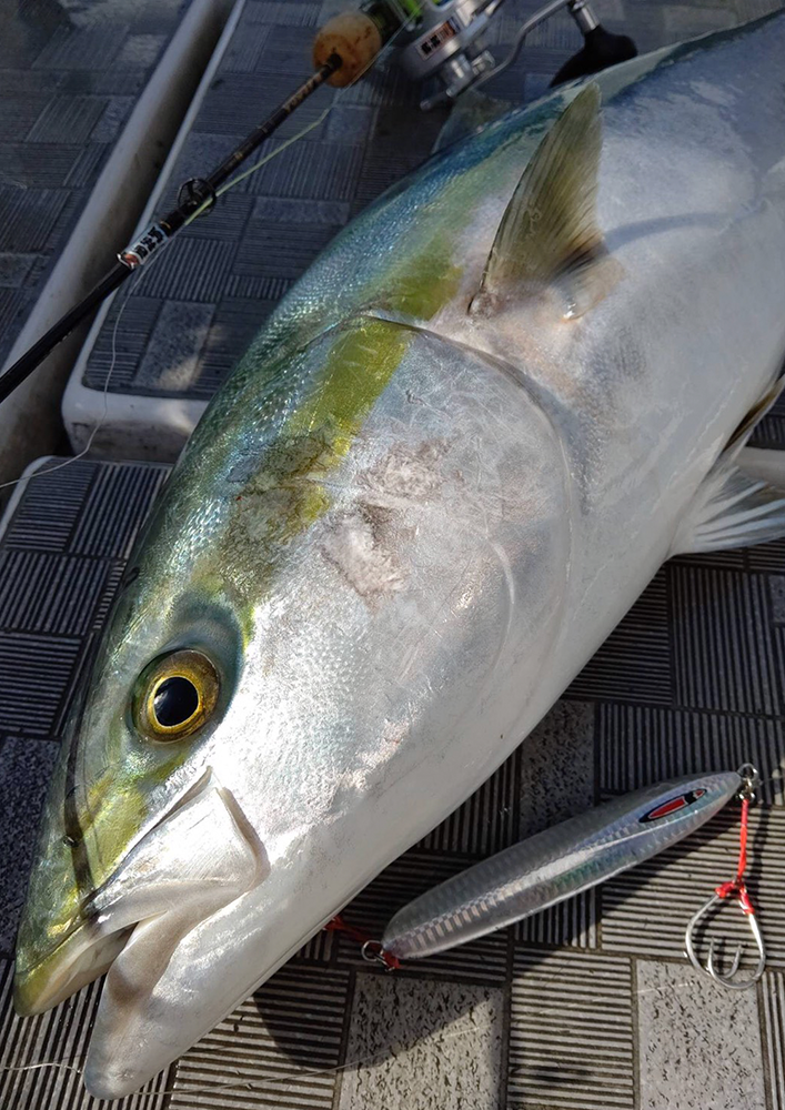 JAMアシストフックLS（ロングシャンク）釣果画像