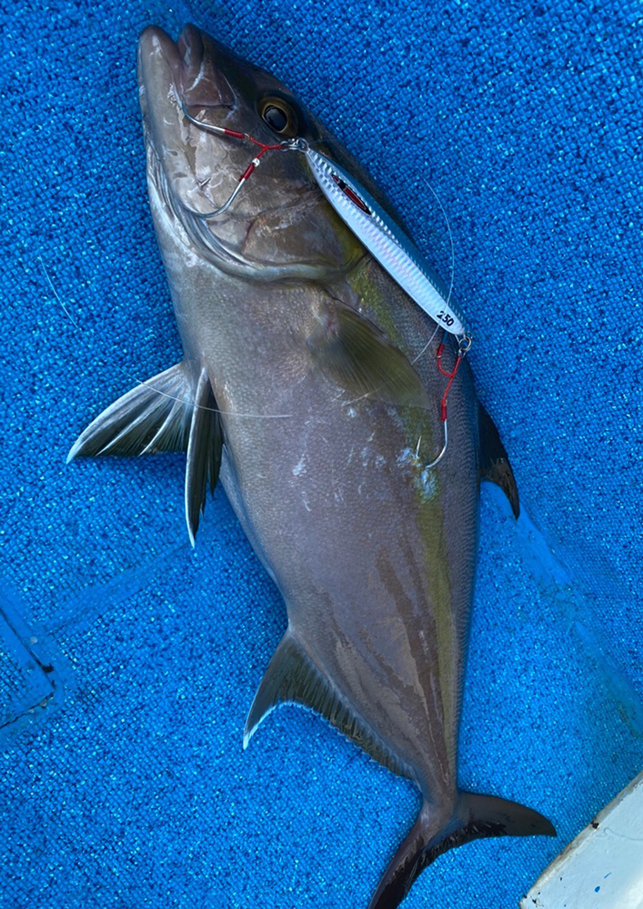 メサイアショート釣果写真