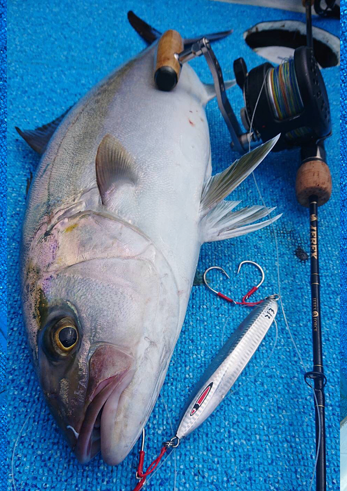 メサイアショート釣果写真