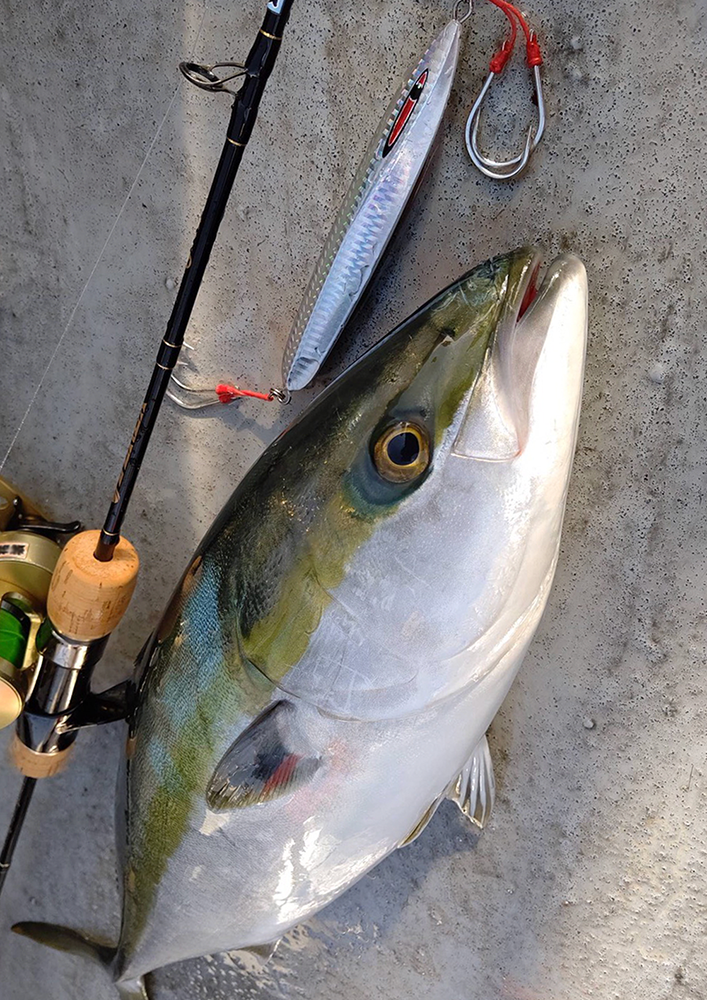メサイアショート釣果写真