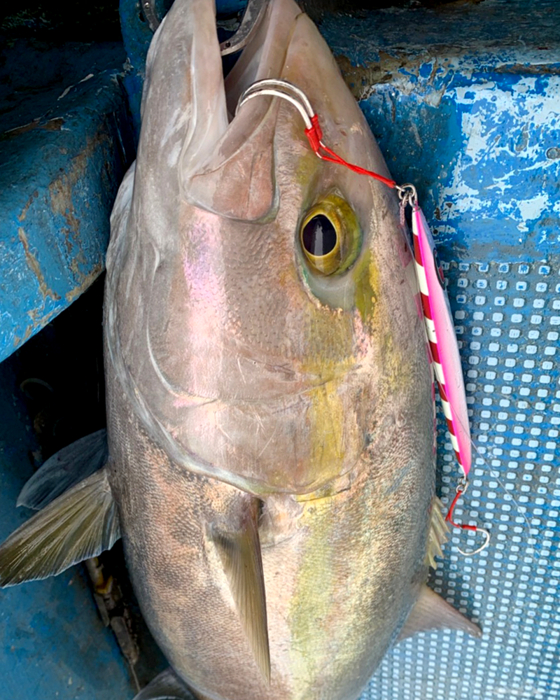 シーフロアコントロール創業10周年記念 JAMROD Blue Backed Model 受注開始