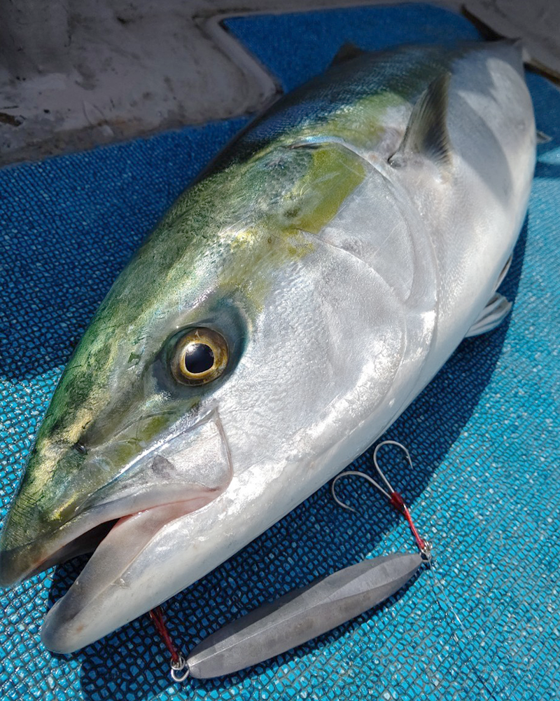 シーフロアコントロール創業10周年記念 JAMROD Blue Backed Model 受注開始