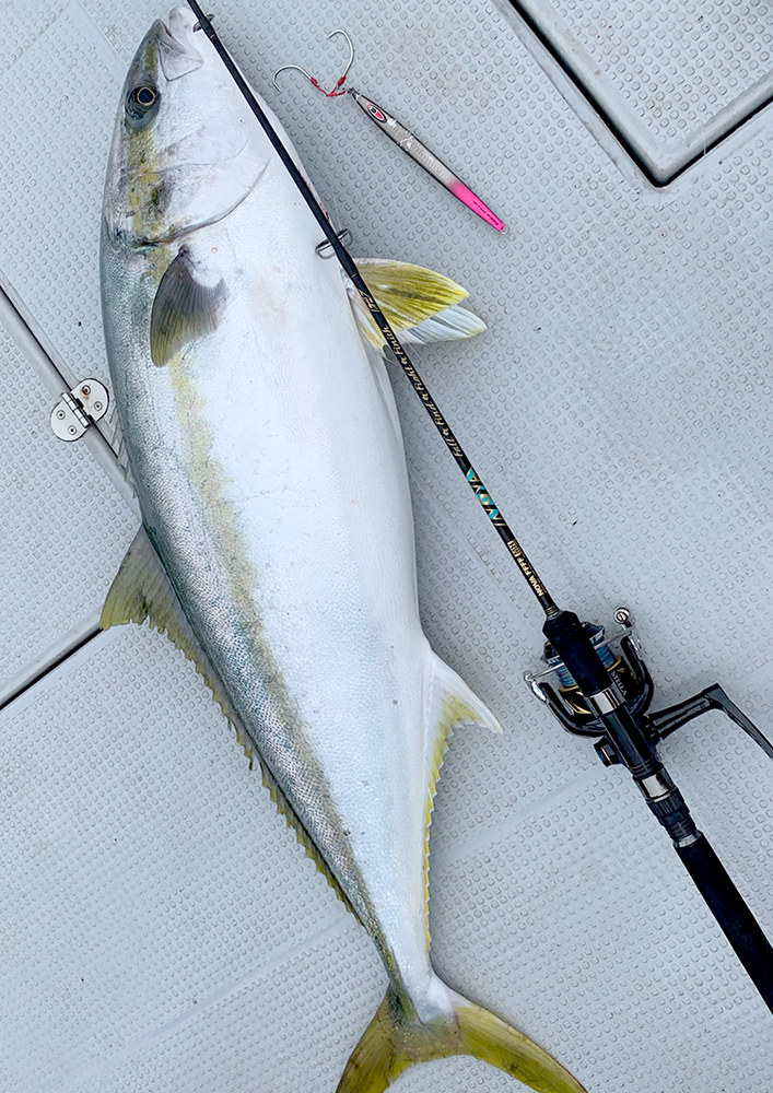 nova ffff mh ノヴァ フォーエフ エムエイチ ミディアムヘヴィ 受注開始