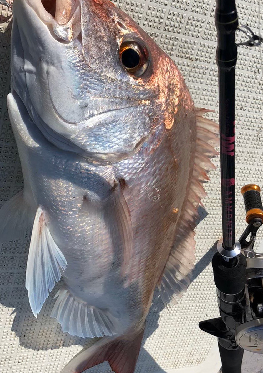 数量限定販売 アンモナイト チタンカラー2