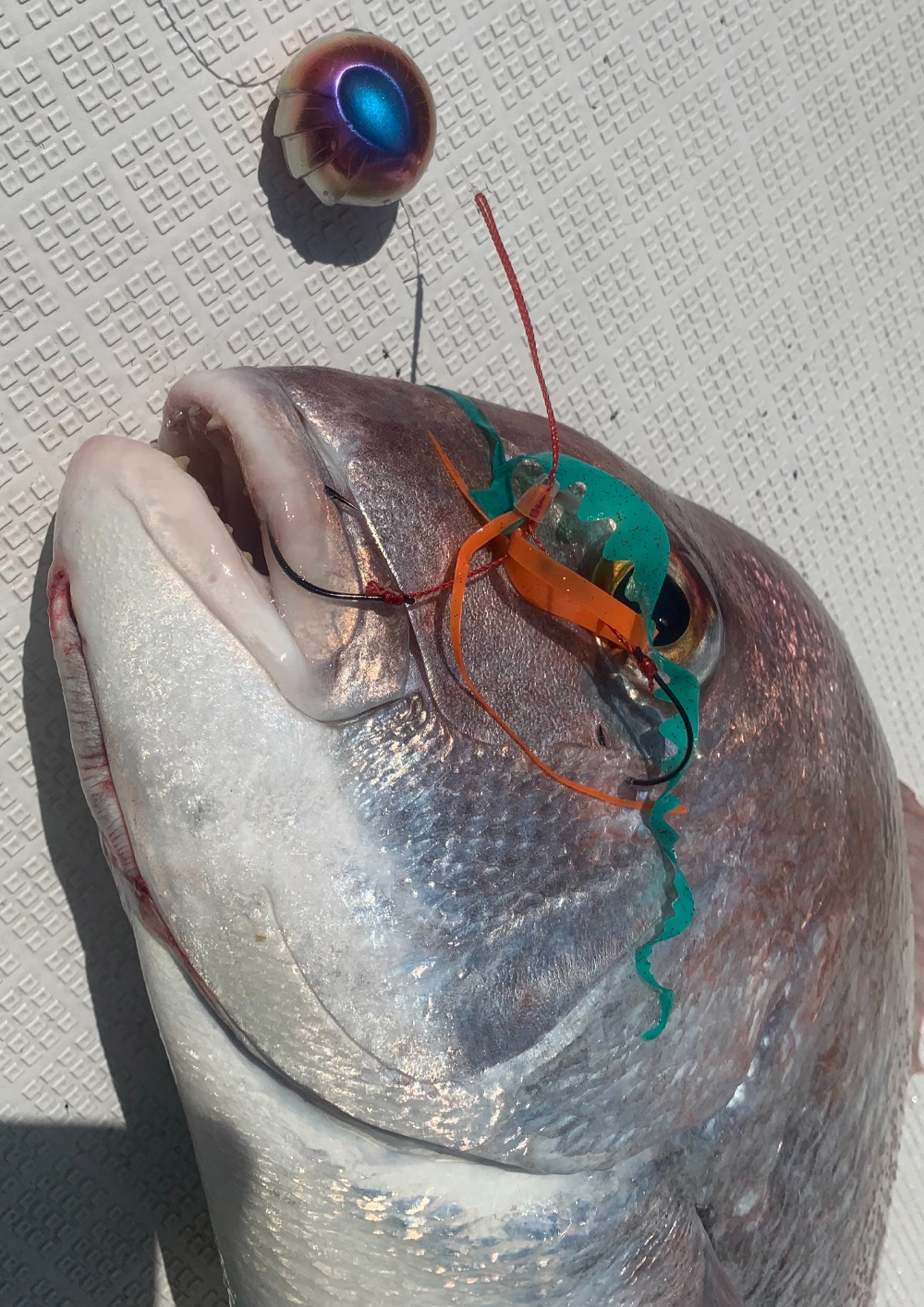 数量限定販売 アンモナイト チタンカラー2