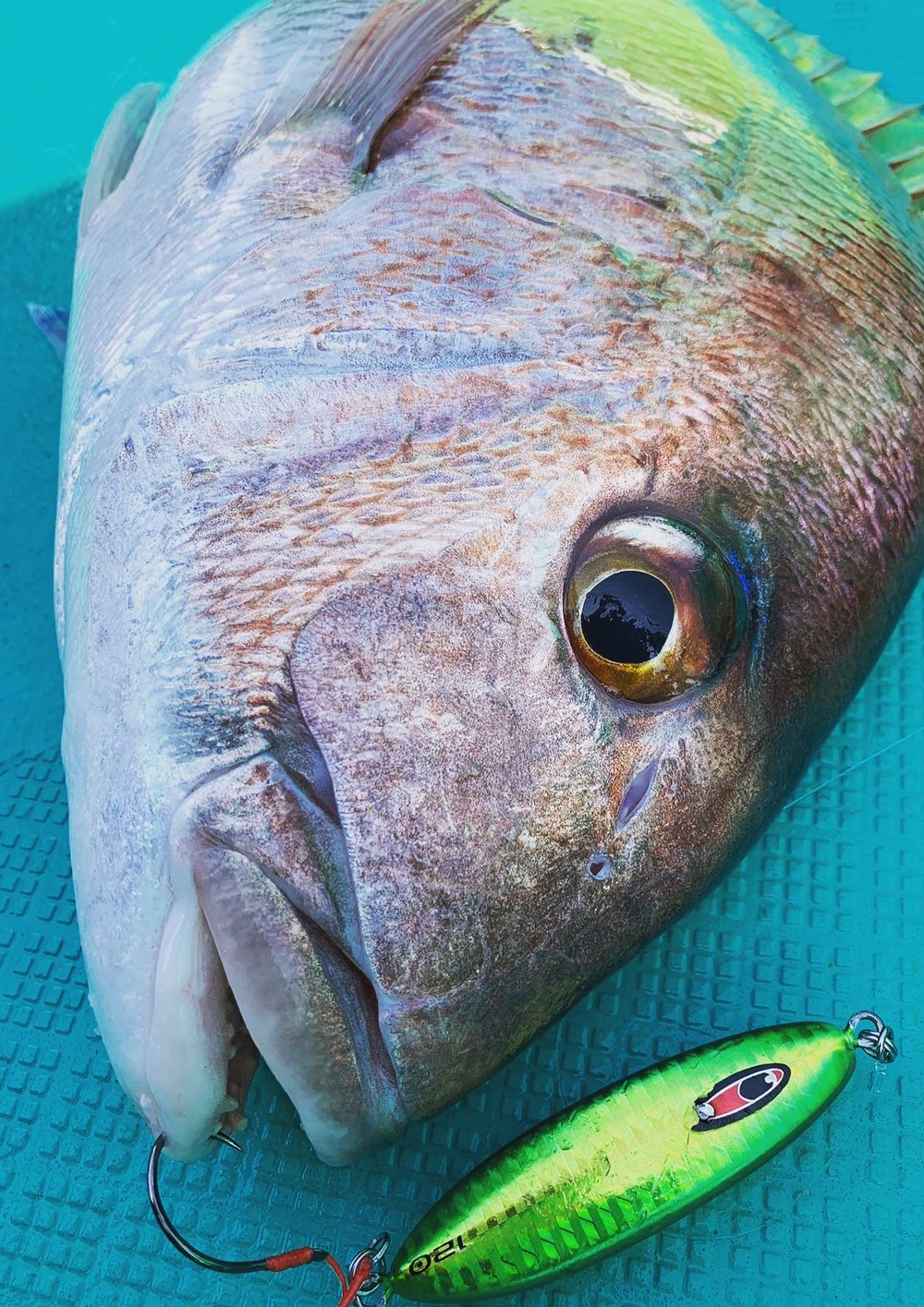 優れたレンジキープ力 真鯛狙いの SNAP スナップ 新色登場