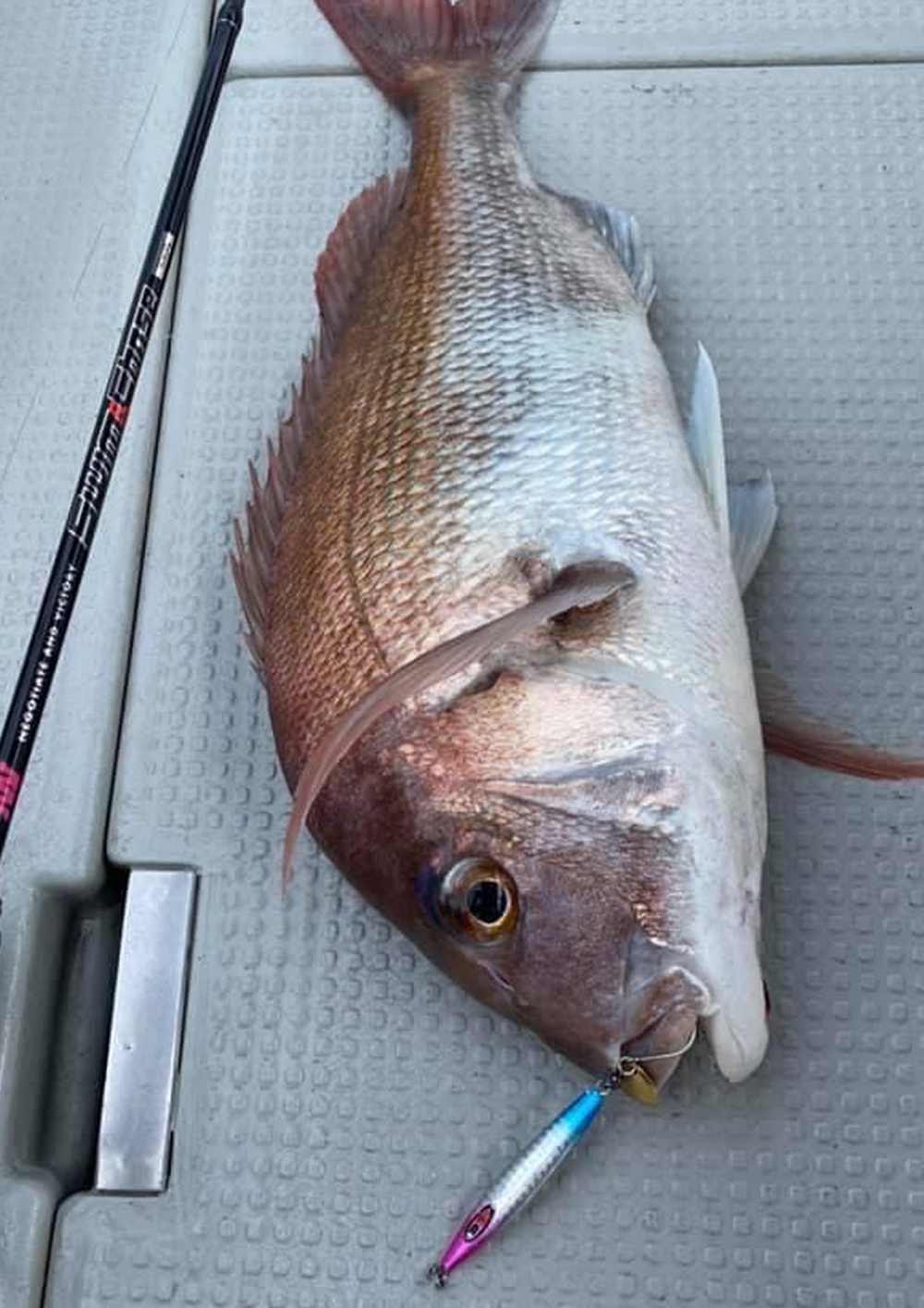 大人気タイニーシリーズに新色登場 タイニー アビス/オブリーク/レクター 新色