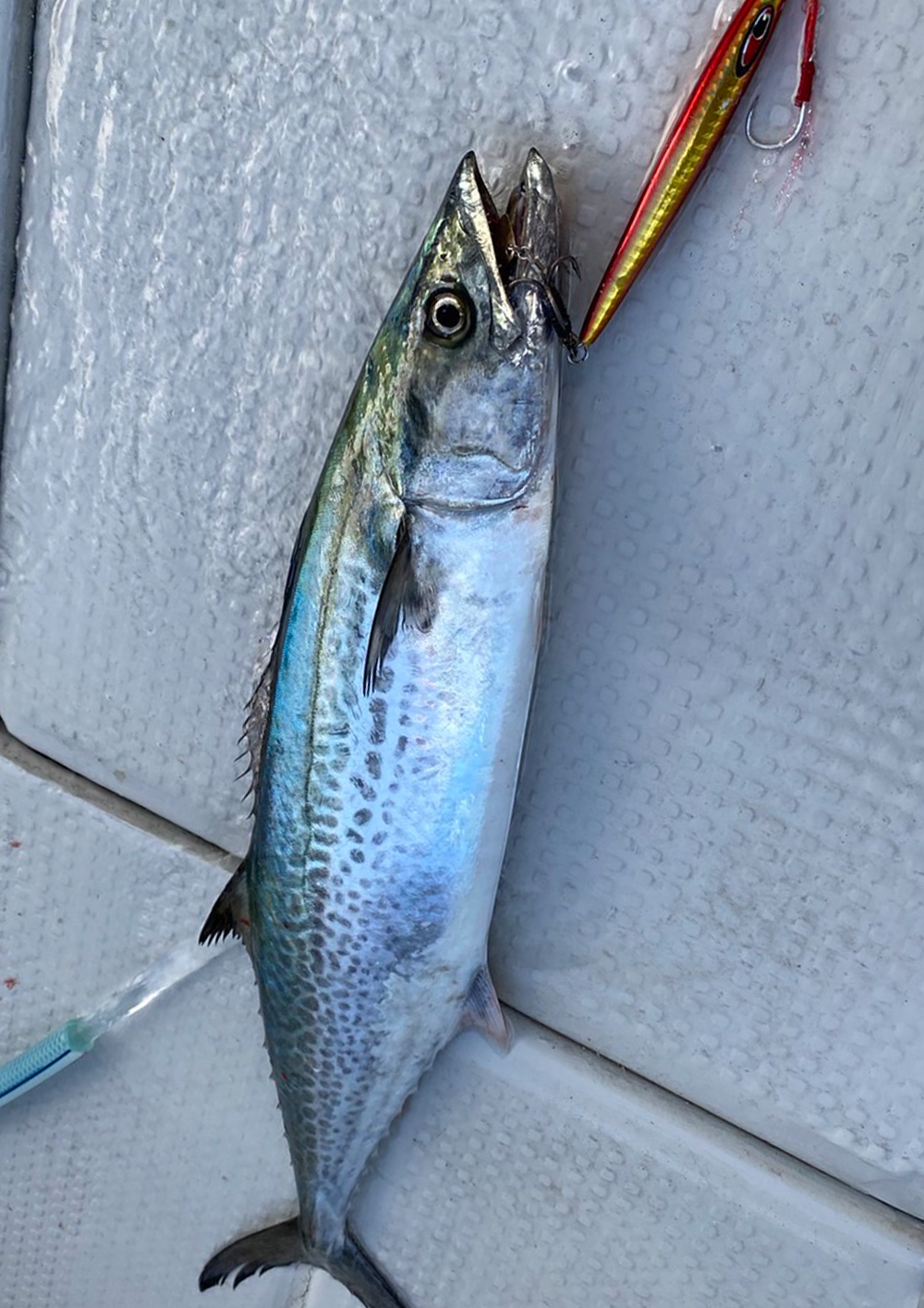 大人気タイニーシリーズに新色登場 タイニー アビス/オブリーク/レクター 新色