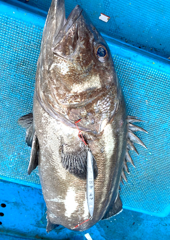 セミロングジグ ash アッシュ 釣果画像