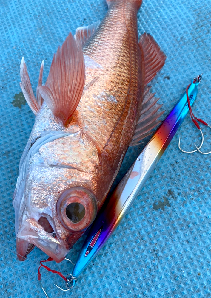 セミロングジグ ash アッシュ 釣果画像