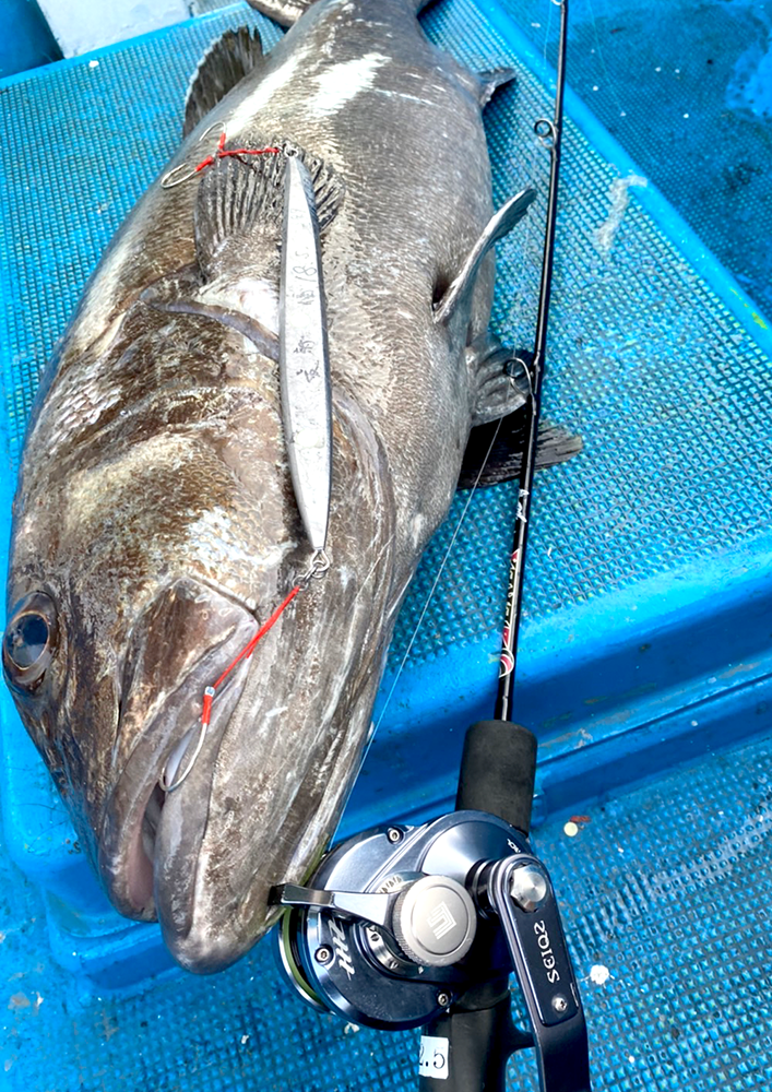 セミロングジグ ash アッシュ 釣果画像