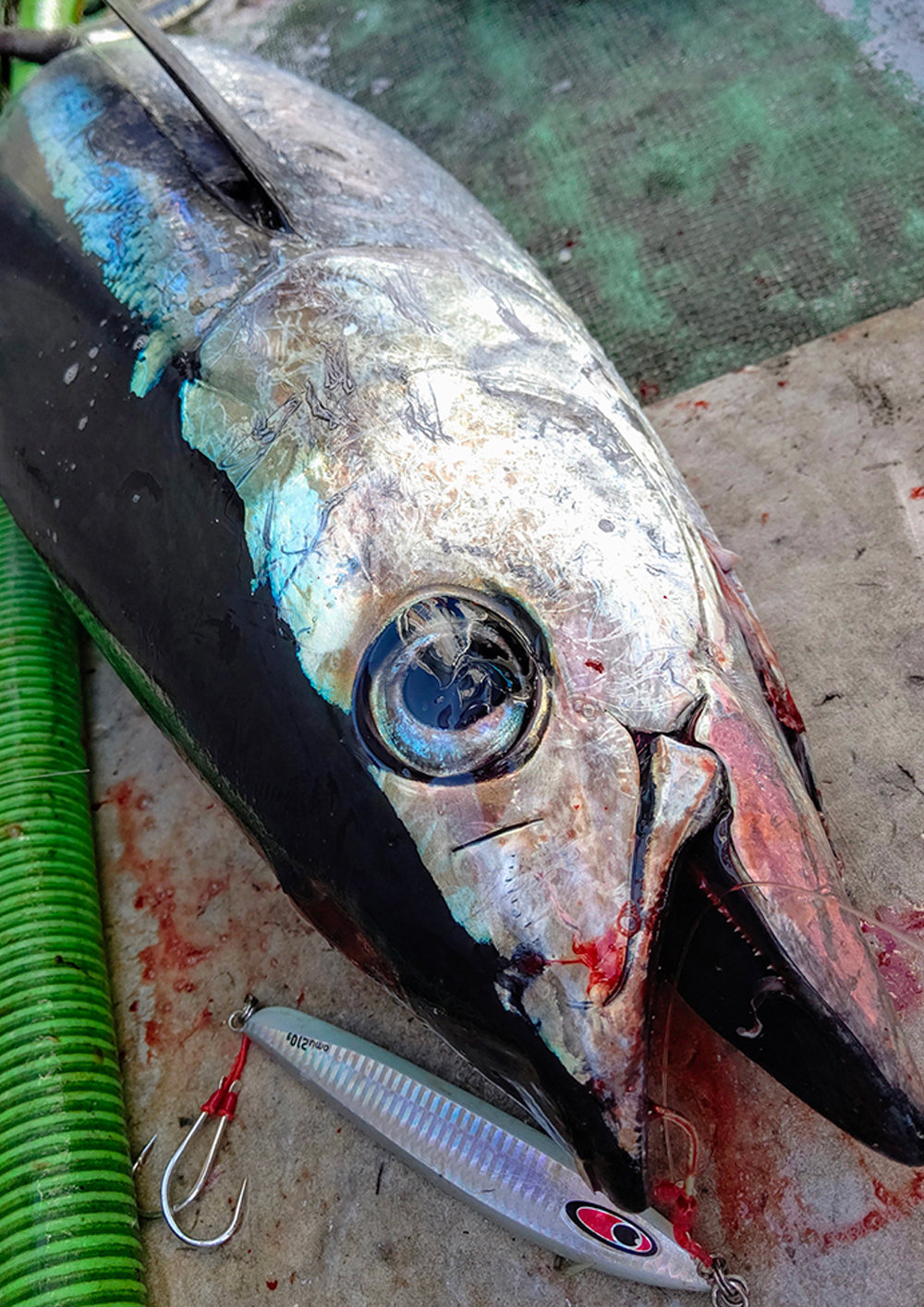 青物専用メタルジグ AMU 350g 新色 受注開始